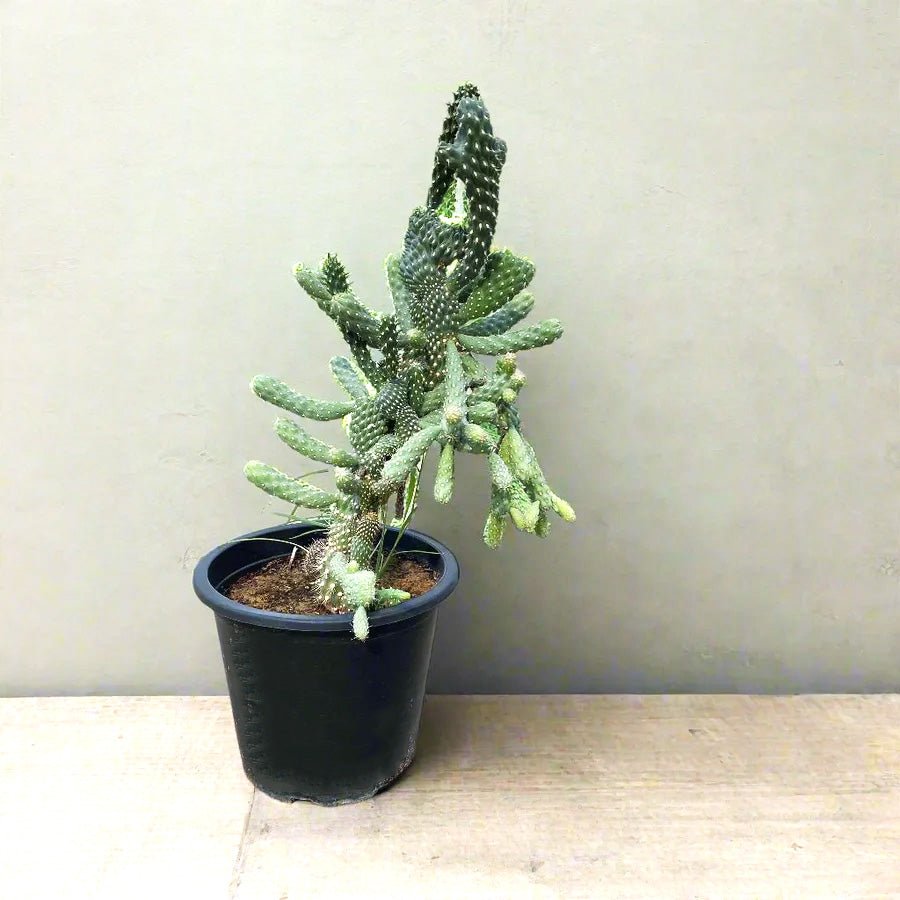 Apple Cactus / Austrocylindropuntia Subulata (Eve's Needle Cactus) - Greensouq -