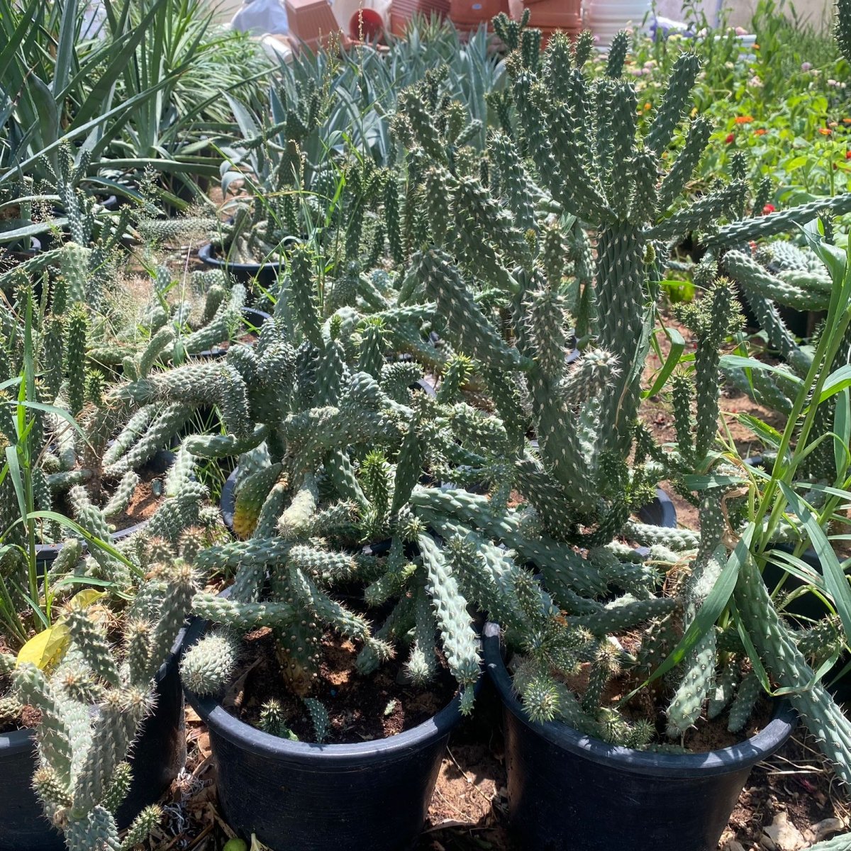 Apple Cactus / Austrocylindropuntia Subulata (Eve's Needle Cactus) - Greensouq -