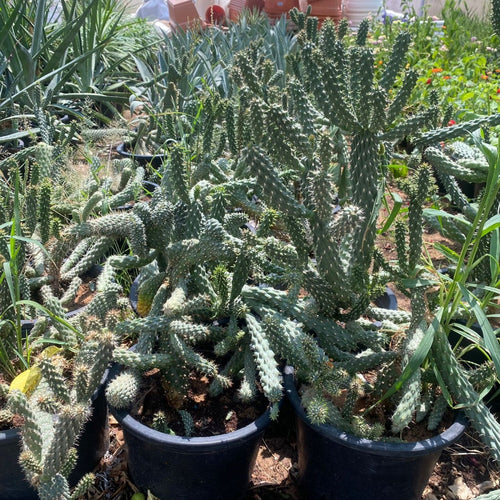 Apple Cactus / Austrocylindropuntia Subulata (Eve's Needle Cactus) - Greensouq -