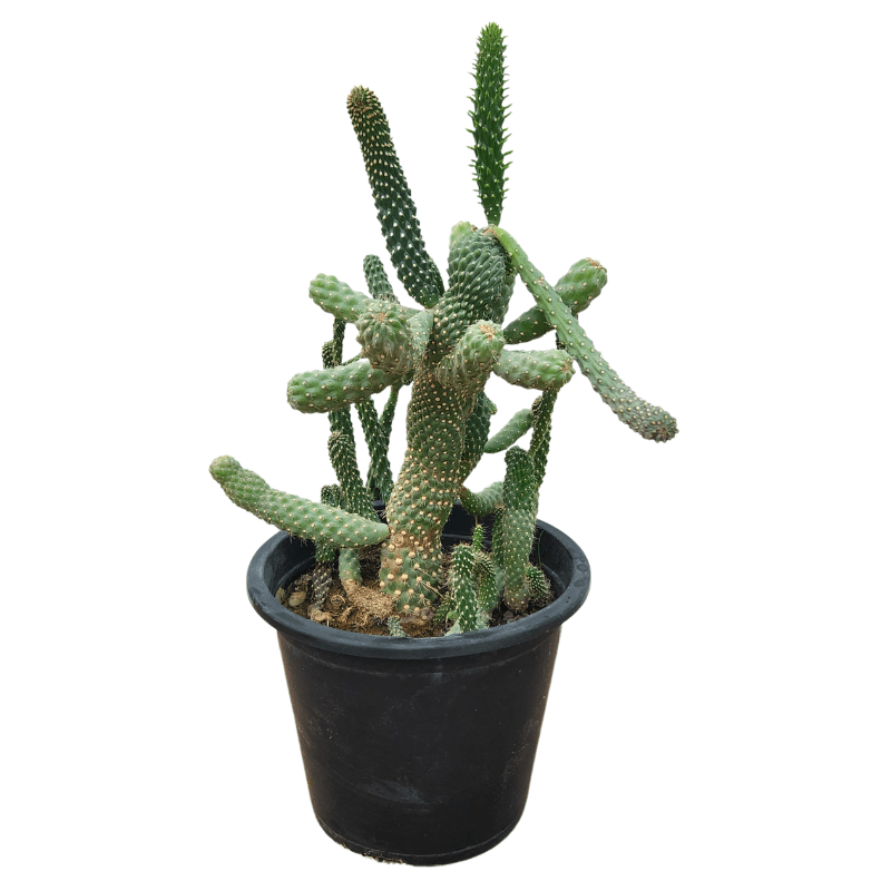 Apple Cactus / Austrocylindropuntia Subulata (Eve's Needle Cactus) - Greensouq -
