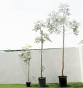 Azadirachta indica "Neem Tree" - Greensouq - 