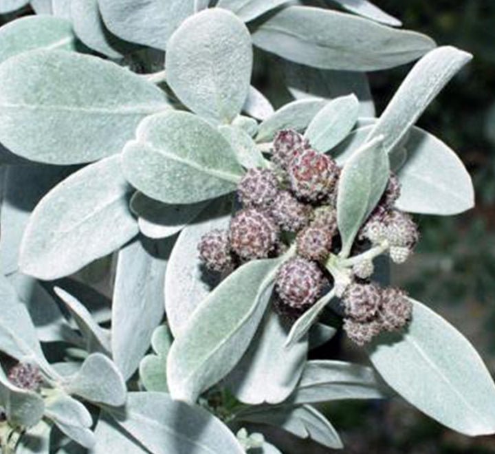 Silver Ball Conocarpus - Greensouq -
