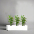 3x Bamboo Multiplex Trio in Rectangular Fiber Glass Planter (GRP) (90x30x30cm) - Greensouq -