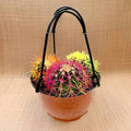 Hanging Ball Cactus / Barrel Cactus 80 - 90mm dia | Hanging Yellow, Pink, Orange Ball Cactus | 3 in One - Greensouq -