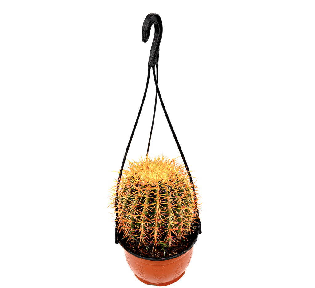 Barrel Cactus | Hanging Coloured Ball Cactus | Ferocactus 150 - 170mm dia - Greensouq - 