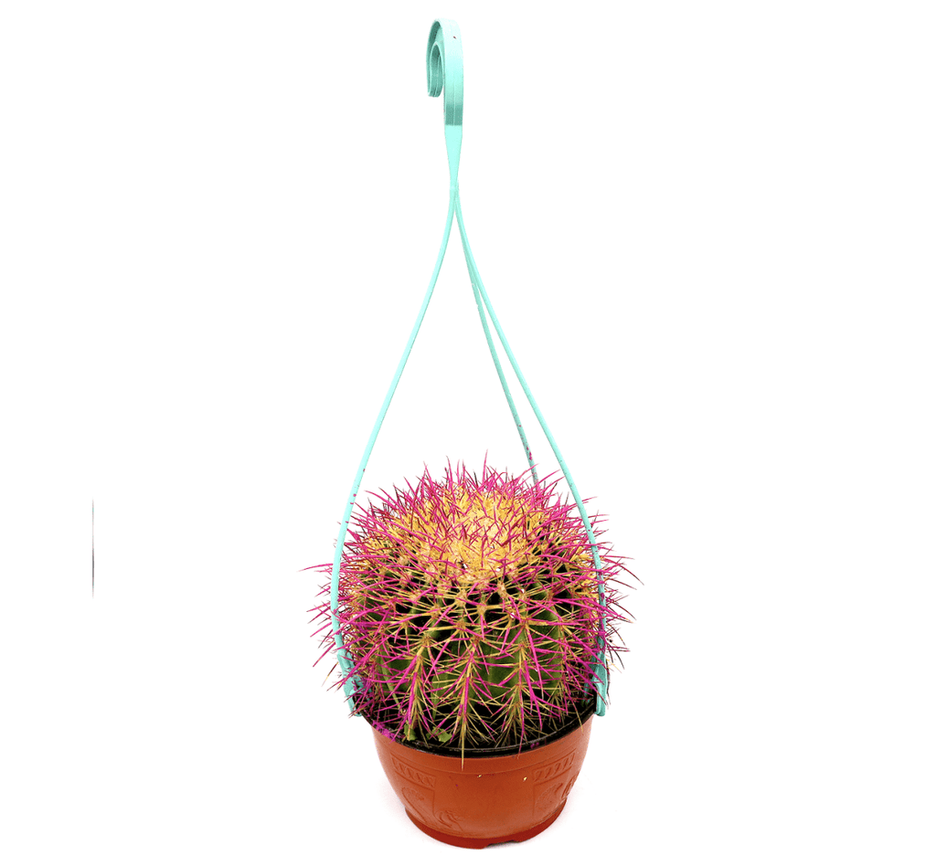 Barrel Cactus | Hanging Coloured Ball Cactus | Ferocactus 150 - 170mm dia - Greensouq - 