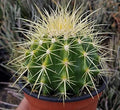 Barrel or Ball Cactus - Greensouq - 