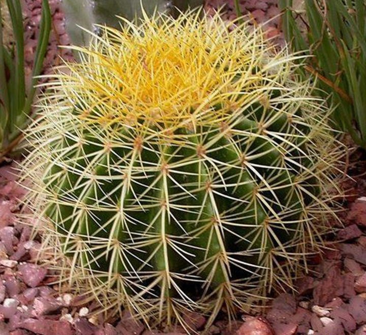 Barrel or Ball Cactus - Greensouq - 