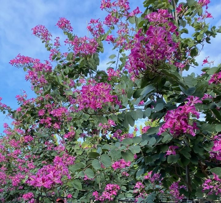 Bauhinia Purpurea "Purple Orchid - Tree" - Greensouq - 