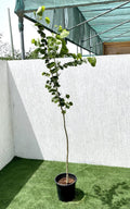Bauhinia Purpurea "Purple Orchid - Tree" - Greensouq - 