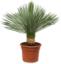 Rostrata Yucca Beaked Yucca blue beauty - Greensouq -