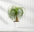 Beaucarnea Recurvata ( Elephant - foot Tree )30 - 40cm - Greensouq - 