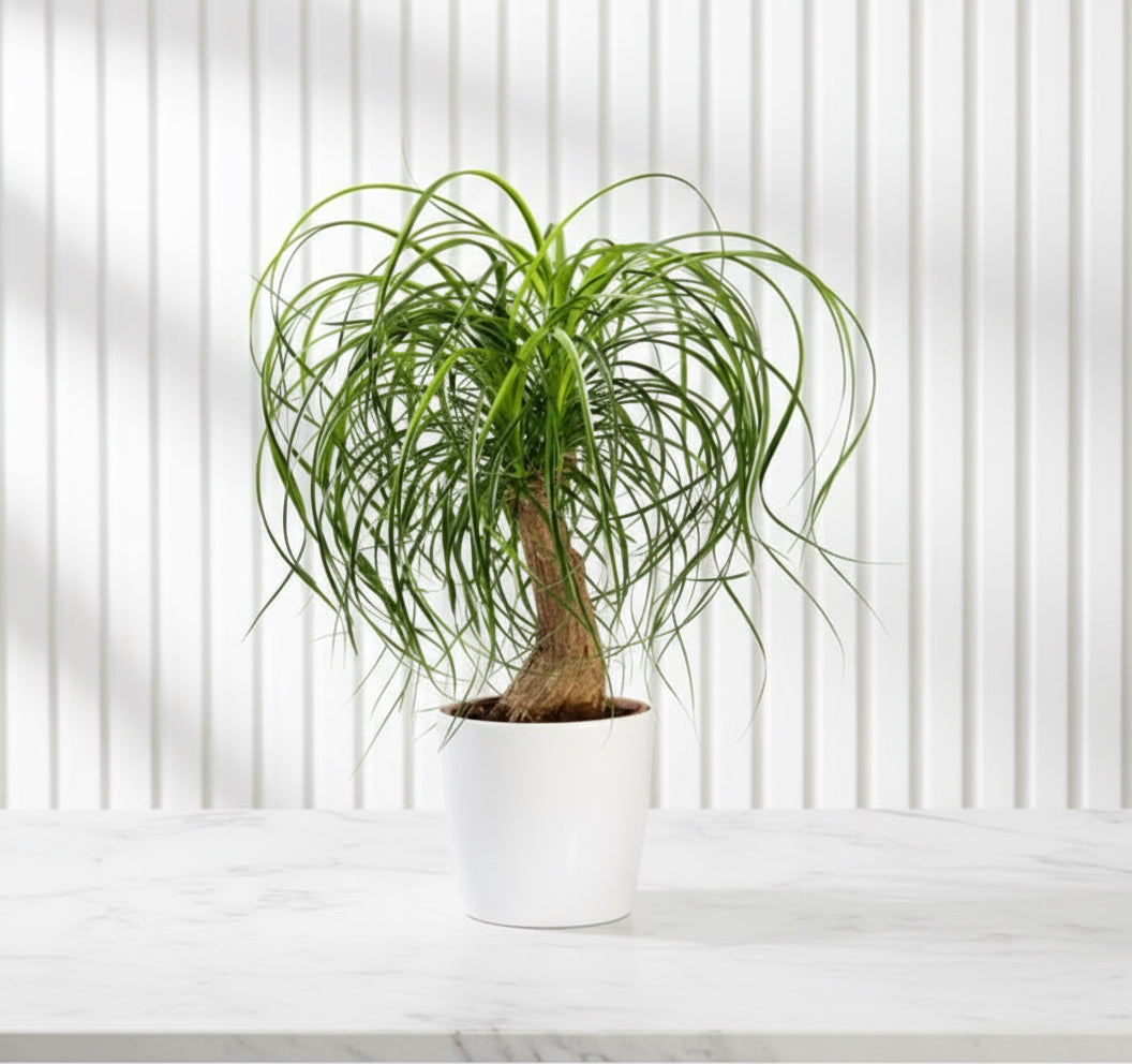 Beaucarnea Recurvata ( Elephant - foot Tree )30 - 40cm - Greensouq - 