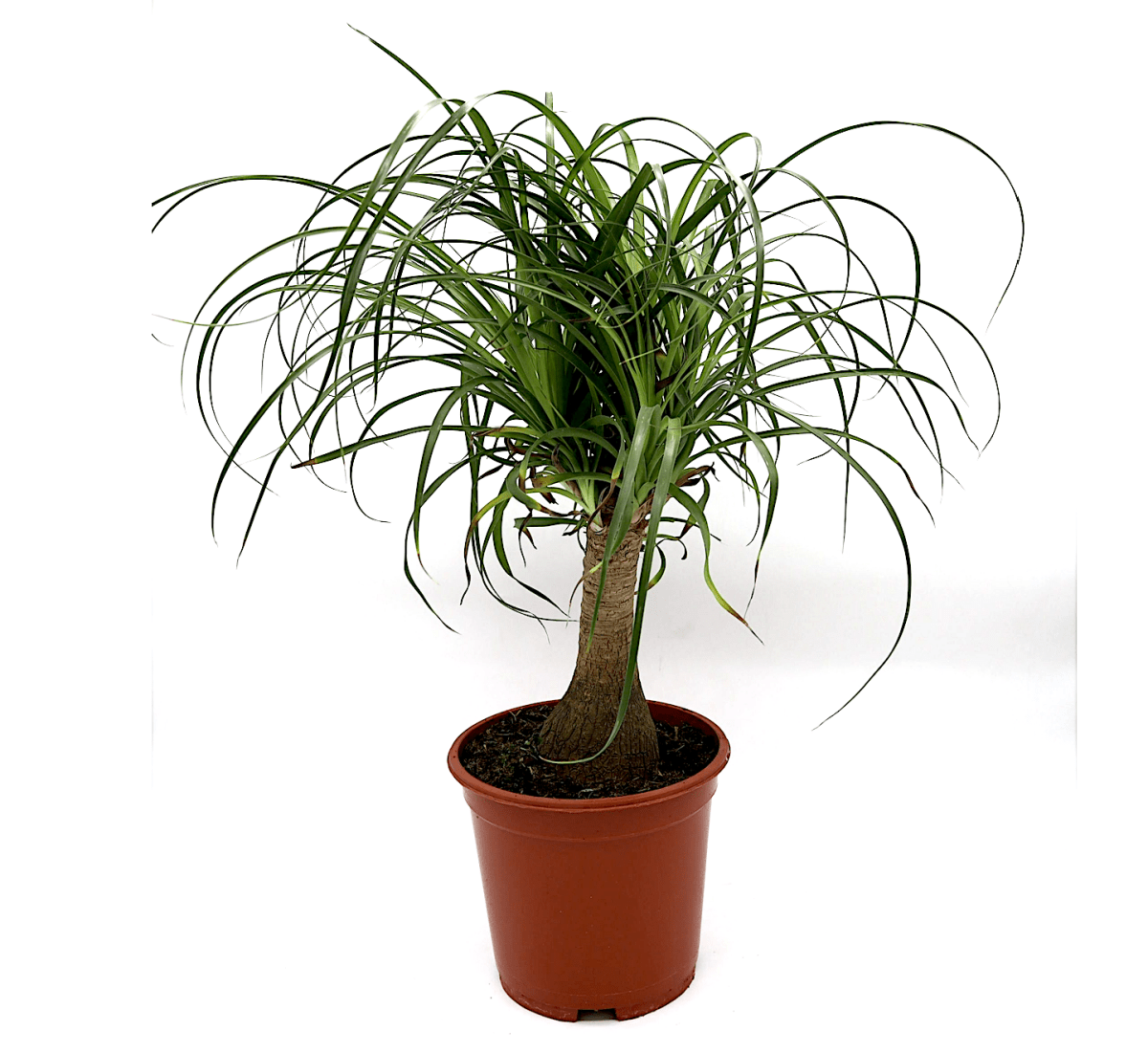 Beaucarnea Recurvata "Elephant's Foot or Ponytail Palm" 50 - 60cm - Greensouq - 