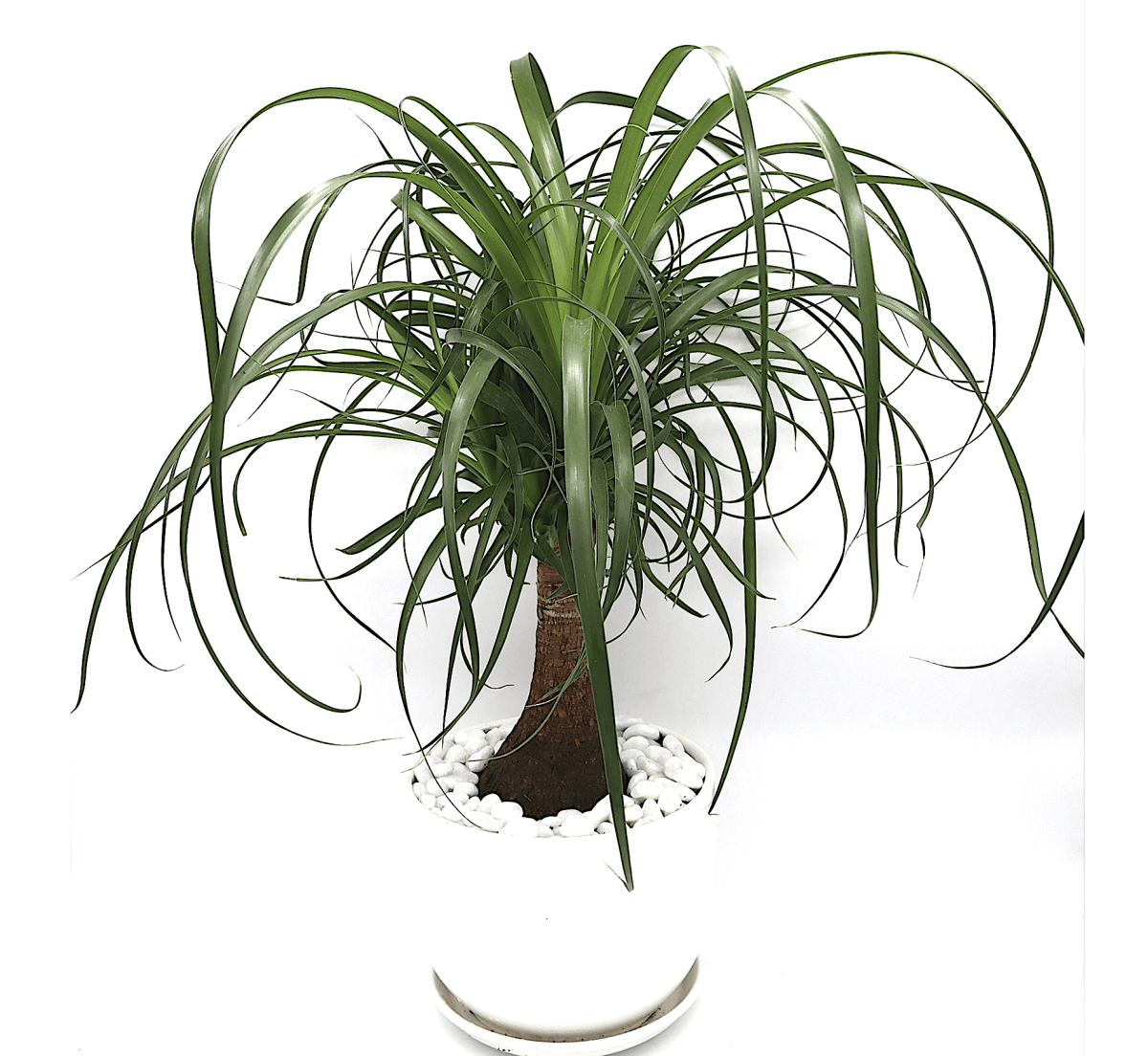 Beaucarnea Recurvata "Elephant's Foot or Ponytail Palm" 50 - 60cm - Greensouq - 