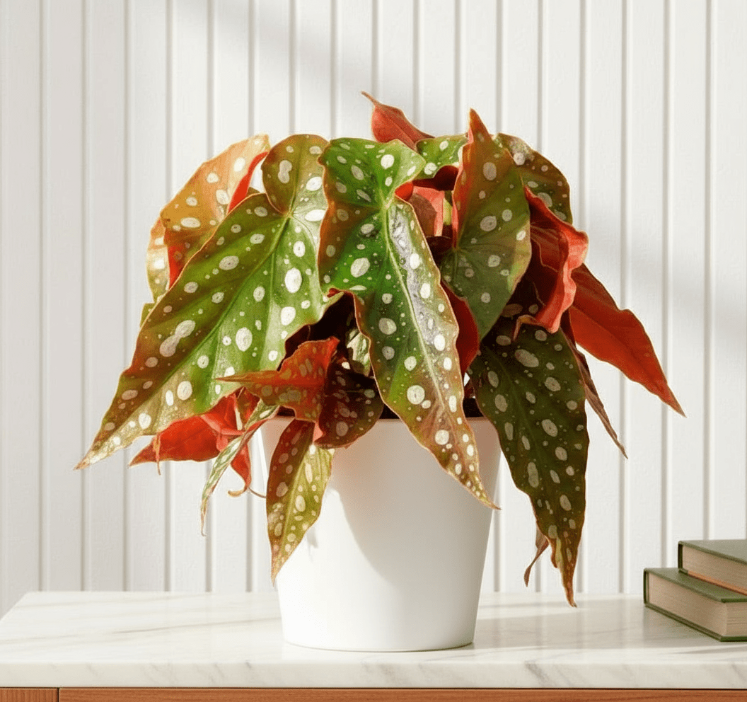 Begonia maculata or Polka Dot begonia 20 - 30cm - Greensouq - 
