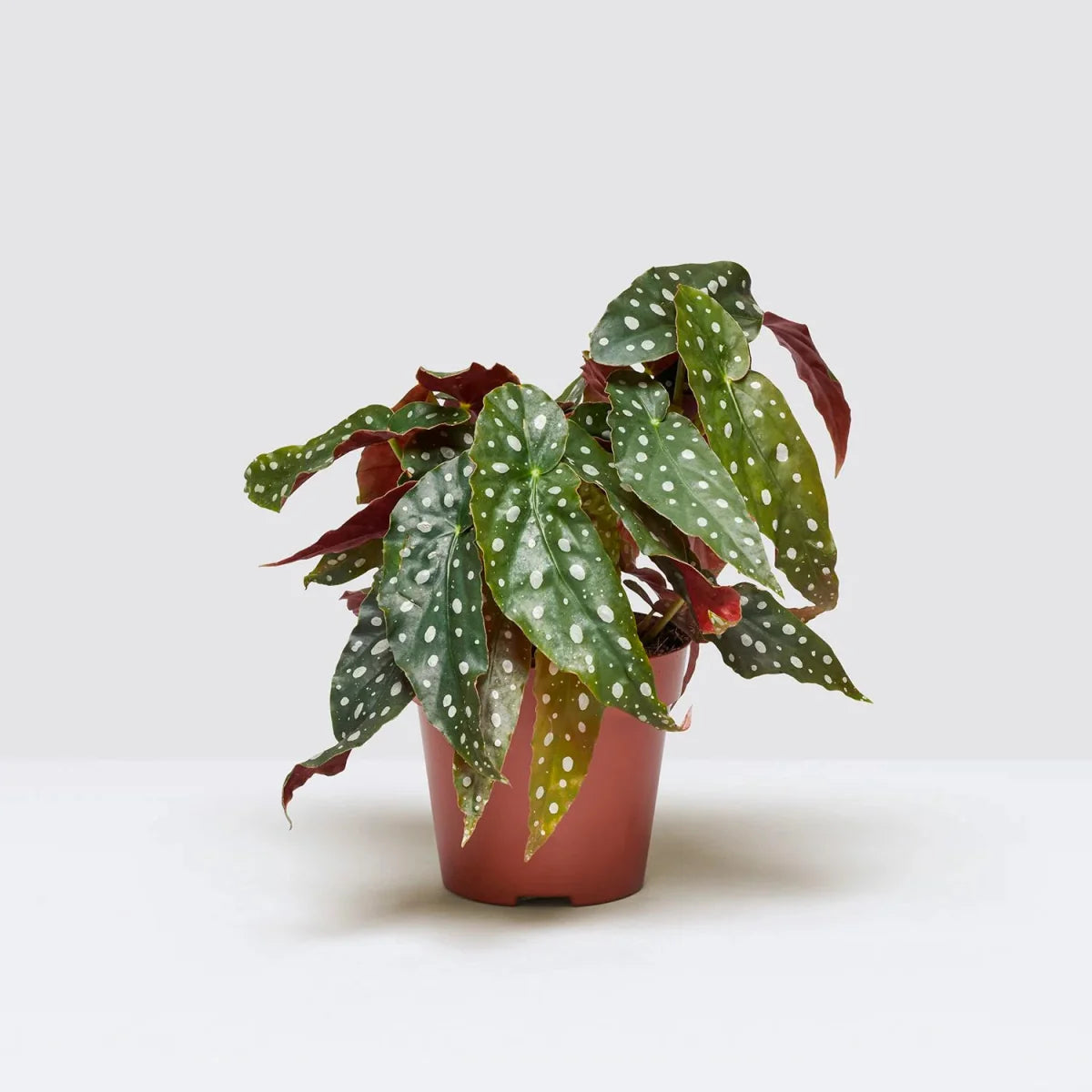 Begonia maculata or Polka Dot begonia 20 - 30cm - Greensouq - 