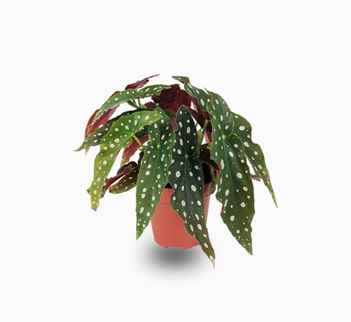 Begonia maculata or Polka Dot begonia 20 - 30cm - Greensouq - 