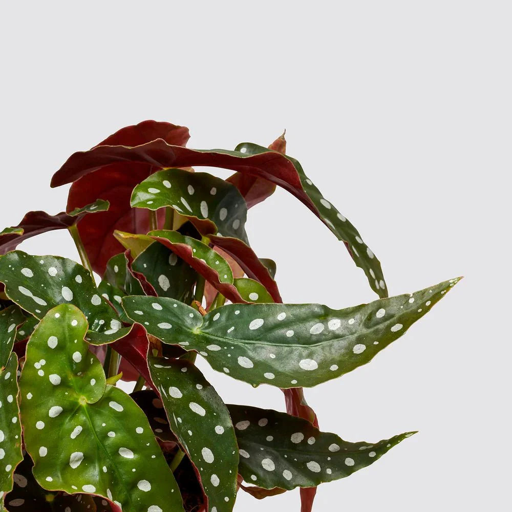 Begonia maculata or Polka Dot begonia 20 - 30cm - Greensouq - 