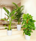 Bestseller Plants Bundle (Areca Palm 1.1 - 1.2m, Monstera Deliciosa 1.0 - 1.3m, Strelizia Nicolai 1.0 - 1.3m) in White Ceramic Pot - Greensouq - 