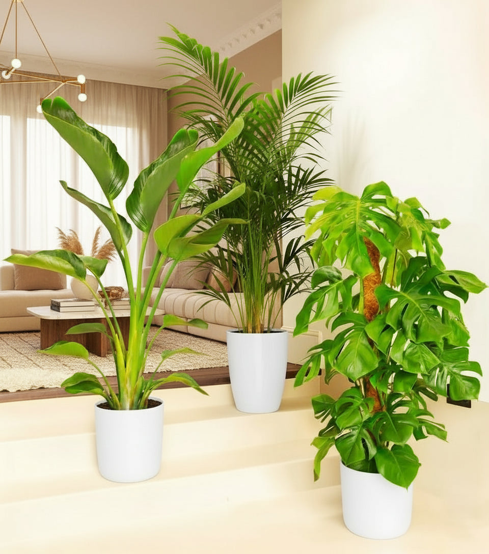 Bestseller Plants Bundle (Areca Palm 1.1 - 1.2m, Monstera Deliciosa 1.0 - 1.3m, Strelizia Nicolai 1.0 - 1.3m) in White Ceramic Pot - Greensouq - 