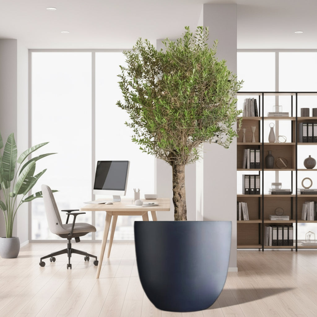Big Olive 1.5 to 2m Gray Fiber Pot Greensouq Special شجرة زيتون(Pot Size = 56cm Height /73cm Dia) - Greensouq - 