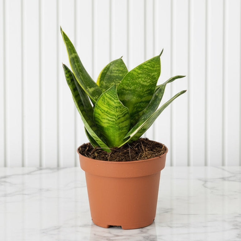 Birds Nest Snake Plant- Greensouq -