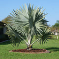Bismarckia Nobilis "Bismark Palm" بسمارك النخيل - Greensouq - 
