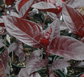 Black varnish Tricolor "Pseuderanthemum" - Greensouq - 