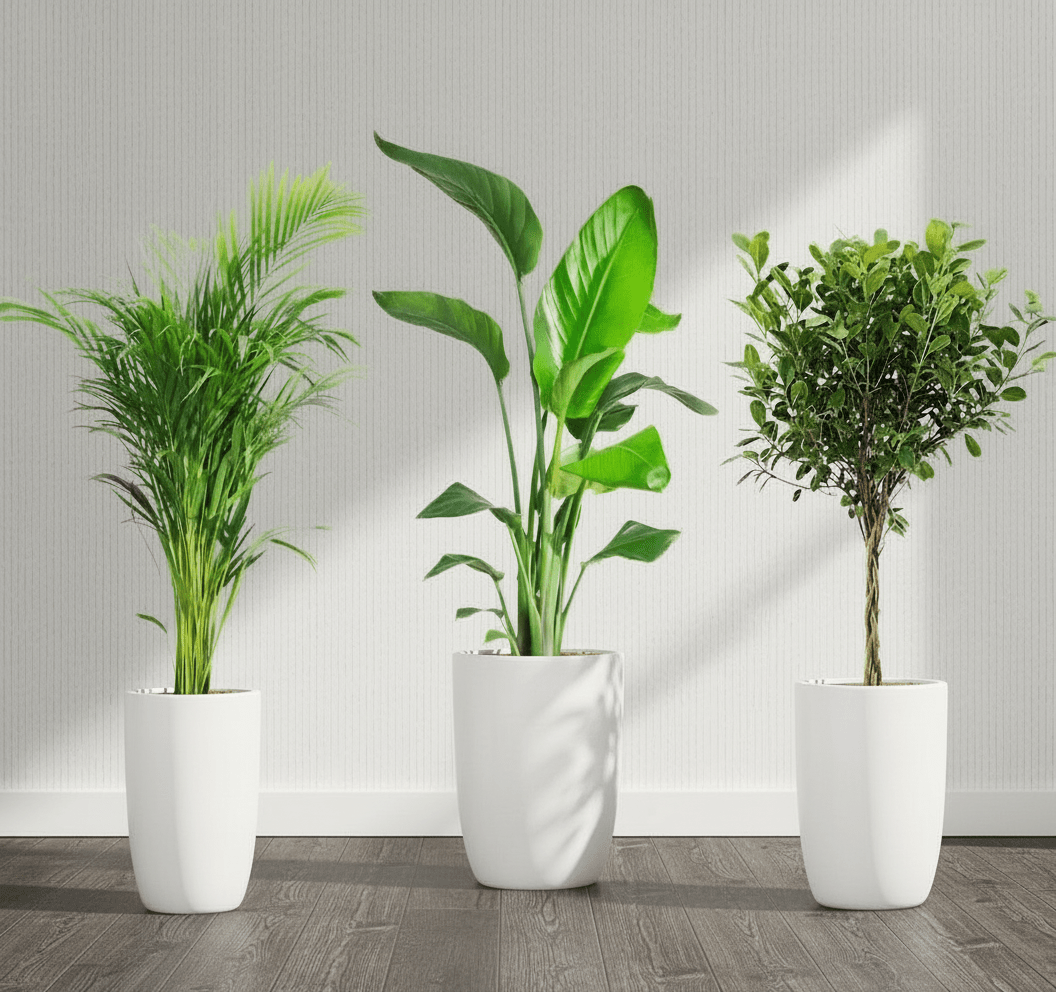 Botanical Elegance Bundle (1xAreca 1m - 1.2m)(1xFicus twisted 1m - 1.2m)(1xBird of Paradis 1.2 - 1.5m) in Ceramic Pot - Greensouq - 