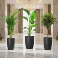 Botanical Elegance Bundle (1xAreca 1m - 1.2m)(1xFicus twisted 1m - 1.2m)(1xBird of Paradis 1.2 - 1.5m) in Ceramic Pot - Greensouq - 