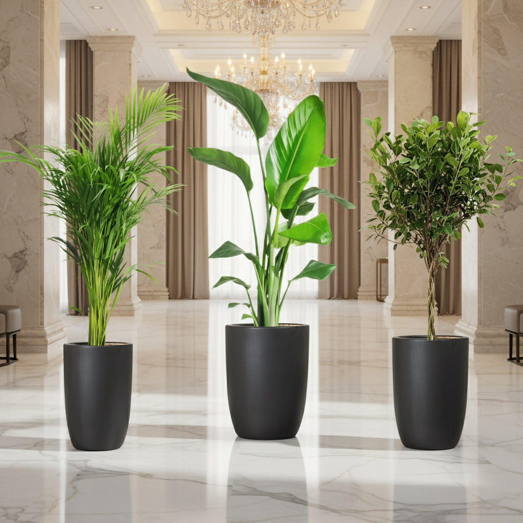 Botanical Elegance Bundle (1xAreca 1m - 1.2m)(1xFicus twisted 1m - 1.2m)(1xBird of Paradis 1.2 - 1.5m) in Ceramic Pot - Greensouq - 