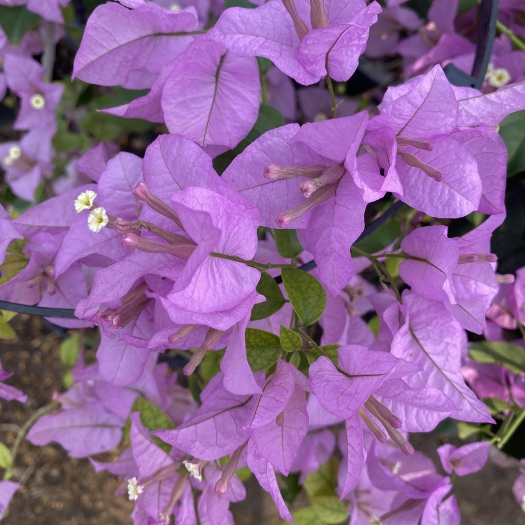 Bougainvillea alexandra "Purple - Paper Flower" - Greensouq - 