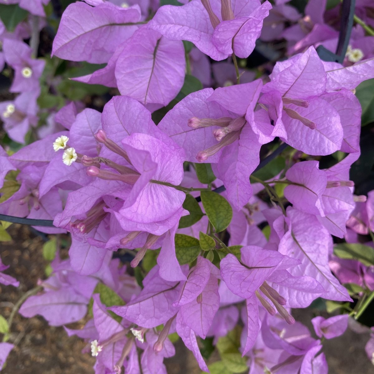 Bougainvillea alexandra "Purple - Paper Flower" - Greensouq - 