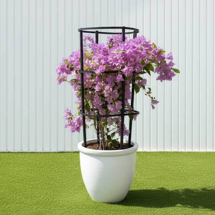 Bougainvillea alexandra "Purple-Paper Flower"