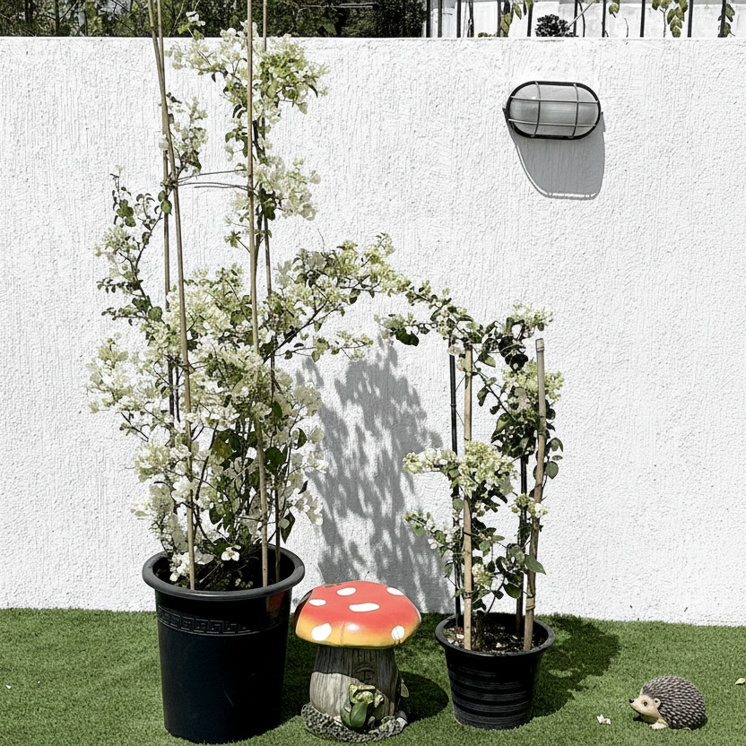Bougainvillea Glabra "30 to 160cm" White - Greensouq - 