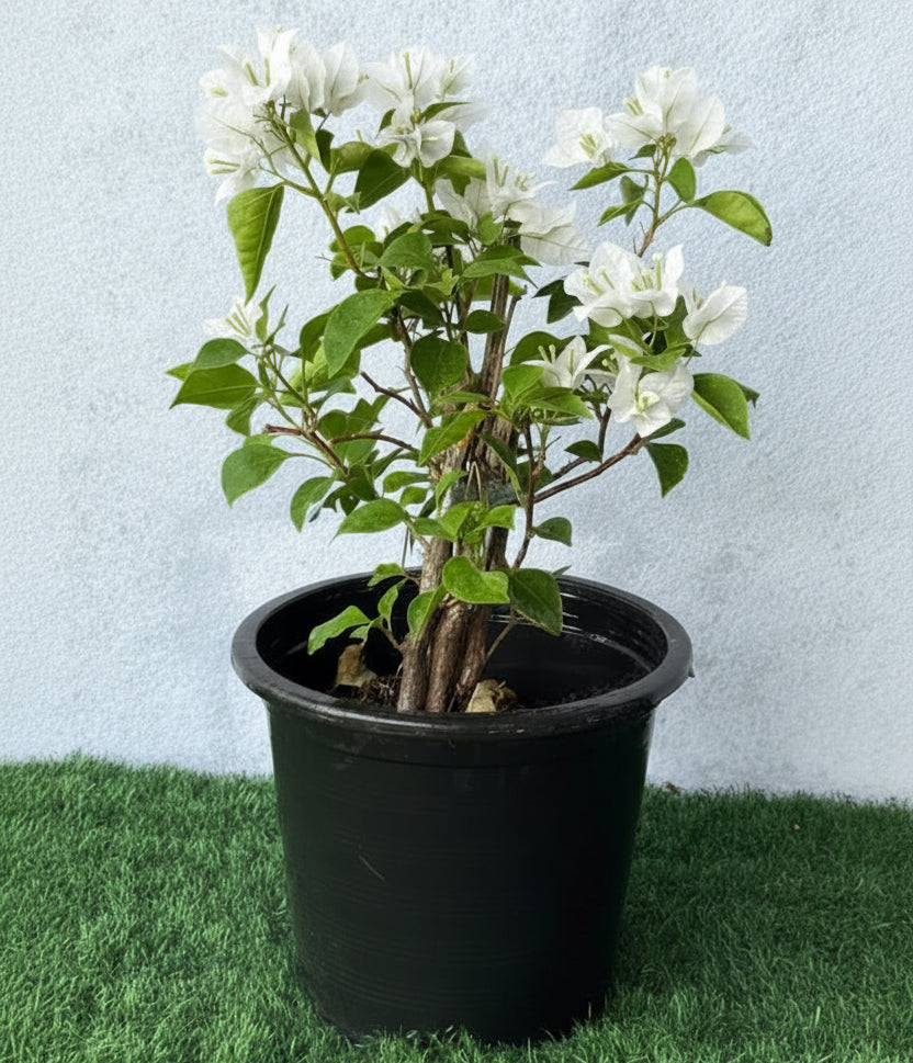 Bougainvillea Glabra "30 to 160cm" White - Greensouq - 
