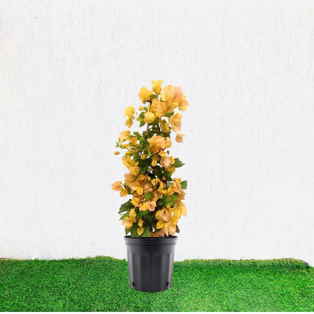 Bougainvillea Gold 0.8 - 1.5m - Greensouq - 