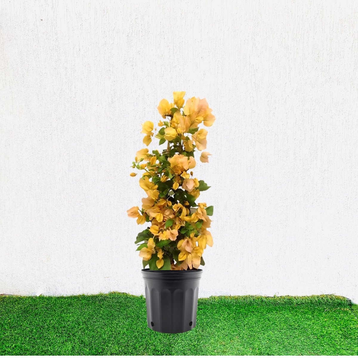 Bougainvillea Gold 0.8 - 1.5m - Greensouq - 