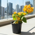 Bougainvillea 'Gold' Plant - Stake Free 20 - 40cm| Vibrant Yellow - Orange Blooms | Hardy Flowering Climber - Greensouq - 