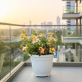 Bougainvillea Orange Mix in 20" Cosmoplast Round Pot - Greensouq - 