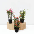 Bougainvillea Plants Bundle - Greensouq - 