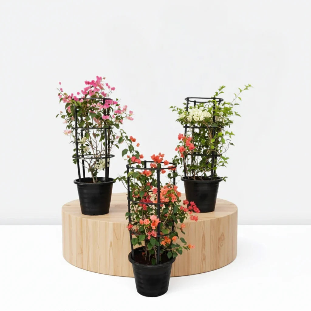 Bougainvillea Plants Bundle - Greensouq - 