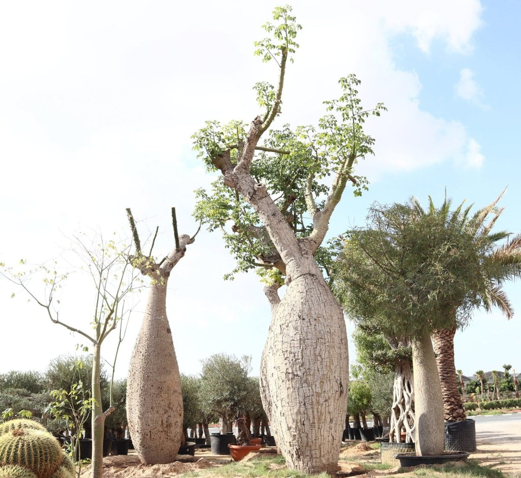 Brachychiton populneus (Kurrajong) - Greensouq - 