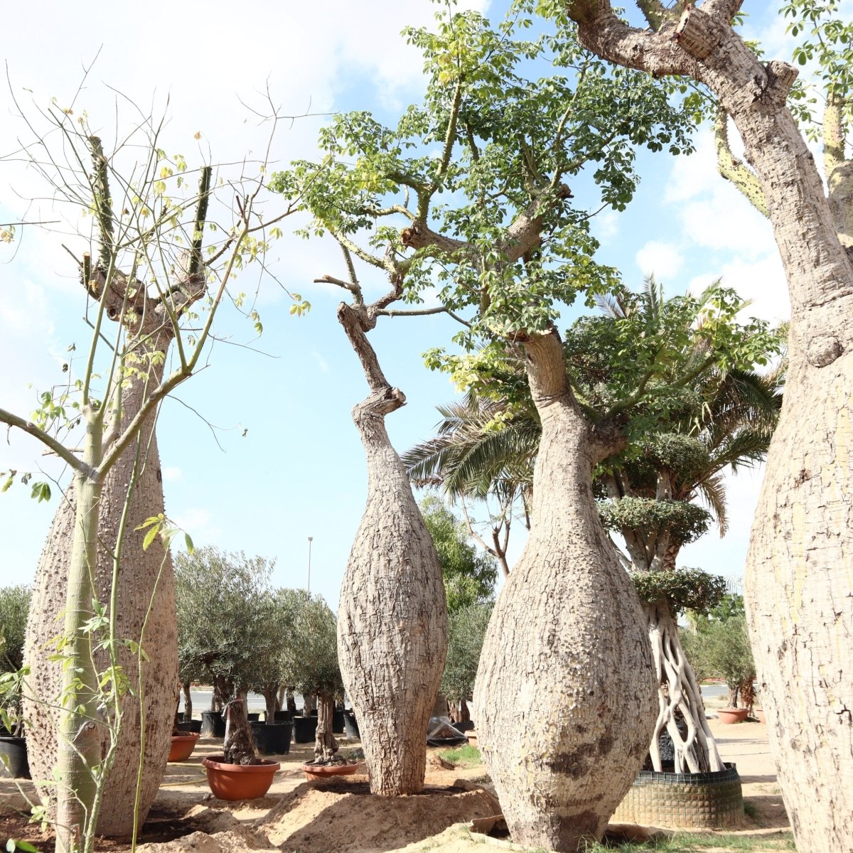 Brachychiton populneus (Kurrajong) - Greensouq - 