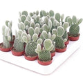 Cactus Opuntia Albata or Bunny Ears 5 - 8cm - Greensouq - 
