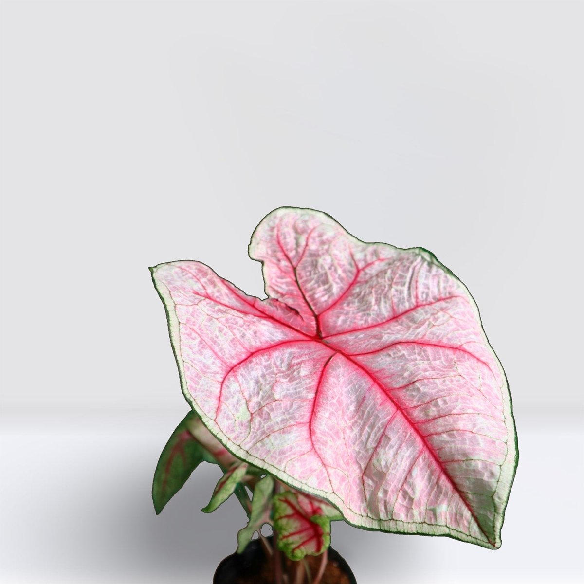 Caladiums or Angel Wings "Assorted" Top Quality Indoor Plants" - Greensouq - 