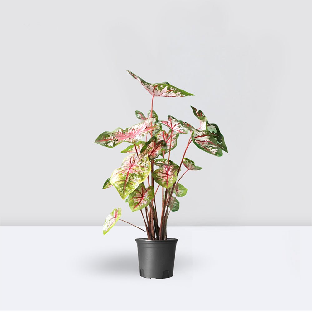 Caladiums or Angel Wings "Assorted" Top Quality Indoor Plants" - Greensouq - 