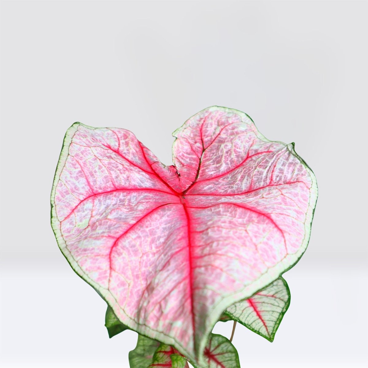 Caladiums or Angel Wings "Assorted" Top Quality Indoor Plants" - Greensouq - 