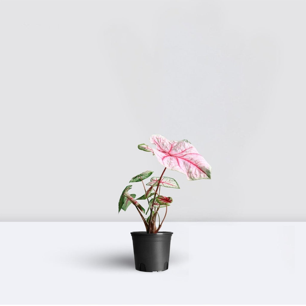 Caladiums or Angel Wings "Assorted" Top Quality Indoor Plants" - Greensouq - 